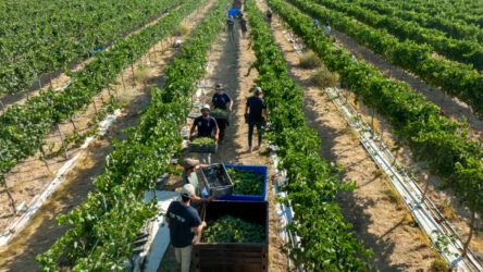 MITZPE RAMON, ISRAEL - AUGUST 3: An aerial view of Israeli workers harvesting Chenin Blanc white wine grapes at the start of harvest season on 03/08/2022 in the Nana Estate Winery vineyards near Mitzpe Ramon in Israel's Negev Desert. The modern vineyards in the desert follow in the footsteps of a 2,000-year-old Nabatean tradition of growing grapes in Negev's arid climate in what is fast-becoming the most terroir-driven wine region in Israel. (Photo by David Silverman/Getty Images)