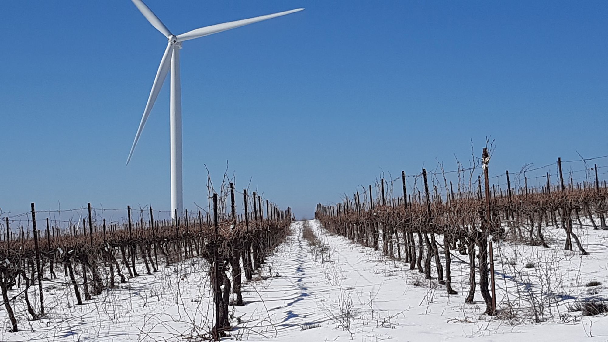 "A winter landscape featuring a vineyard covered in snow with rows of bare vines stretching into the distance. A large white wind turbine stands tall against a clear blue sky in the background."